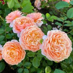 Элизабет Стюарт (Elizabeth Stuart)