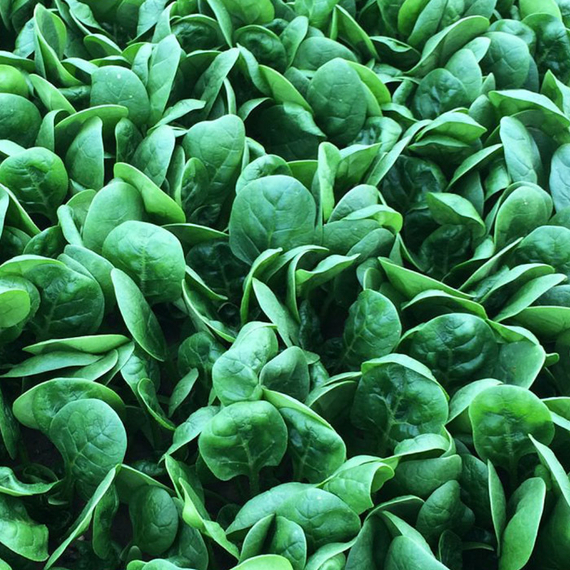 КУРСА F1 семена шпината (Nunhems | Alexagro) – фото 5