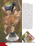Самая лучшая иллюстрированная энциклопедия. Кошки