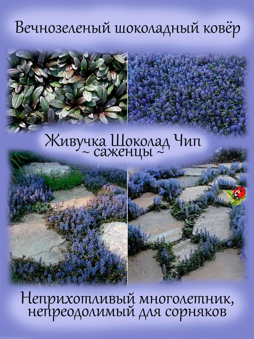 Живучка Шоколад Чип аюга многолетняя