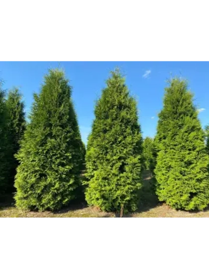 Саженец Туя западная