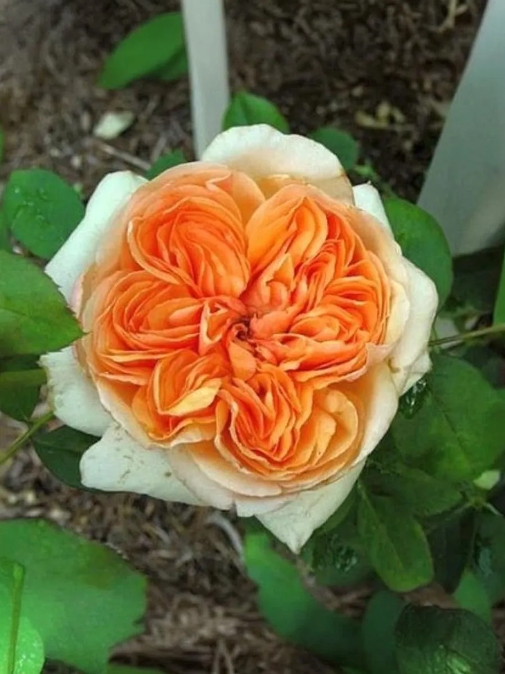 Роза плетистая Эприкот Скай