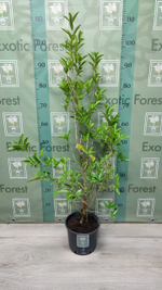 Eugenia Аggregata