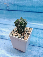 Crassula Buddha Temple (Крассула Храм Будды)