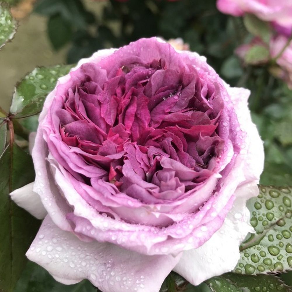 Тьерри Маркс (Thierry Marx)