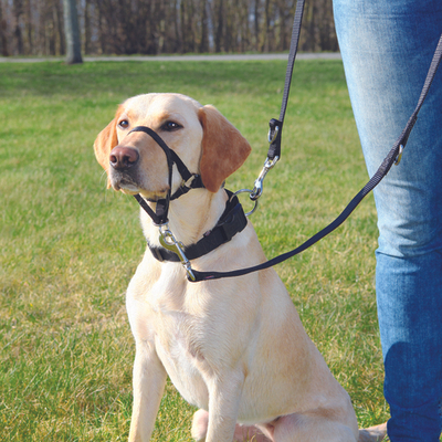 Намордник тренировочный, XL, 46 см (длина шейного ремня 54-66 см), Trixie