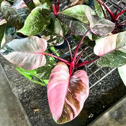 Филодендрон PRINCESS GALAXY