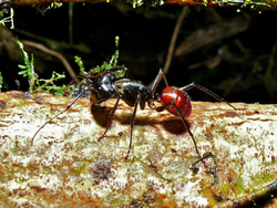Муравьи Camponotus gigas (Dinomyrmex gigas)