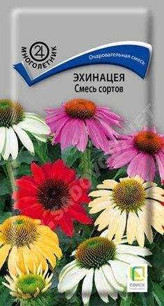 Эхиноцея
