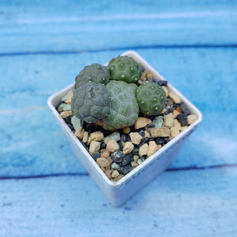 Puna Bonnieae (Пуна)