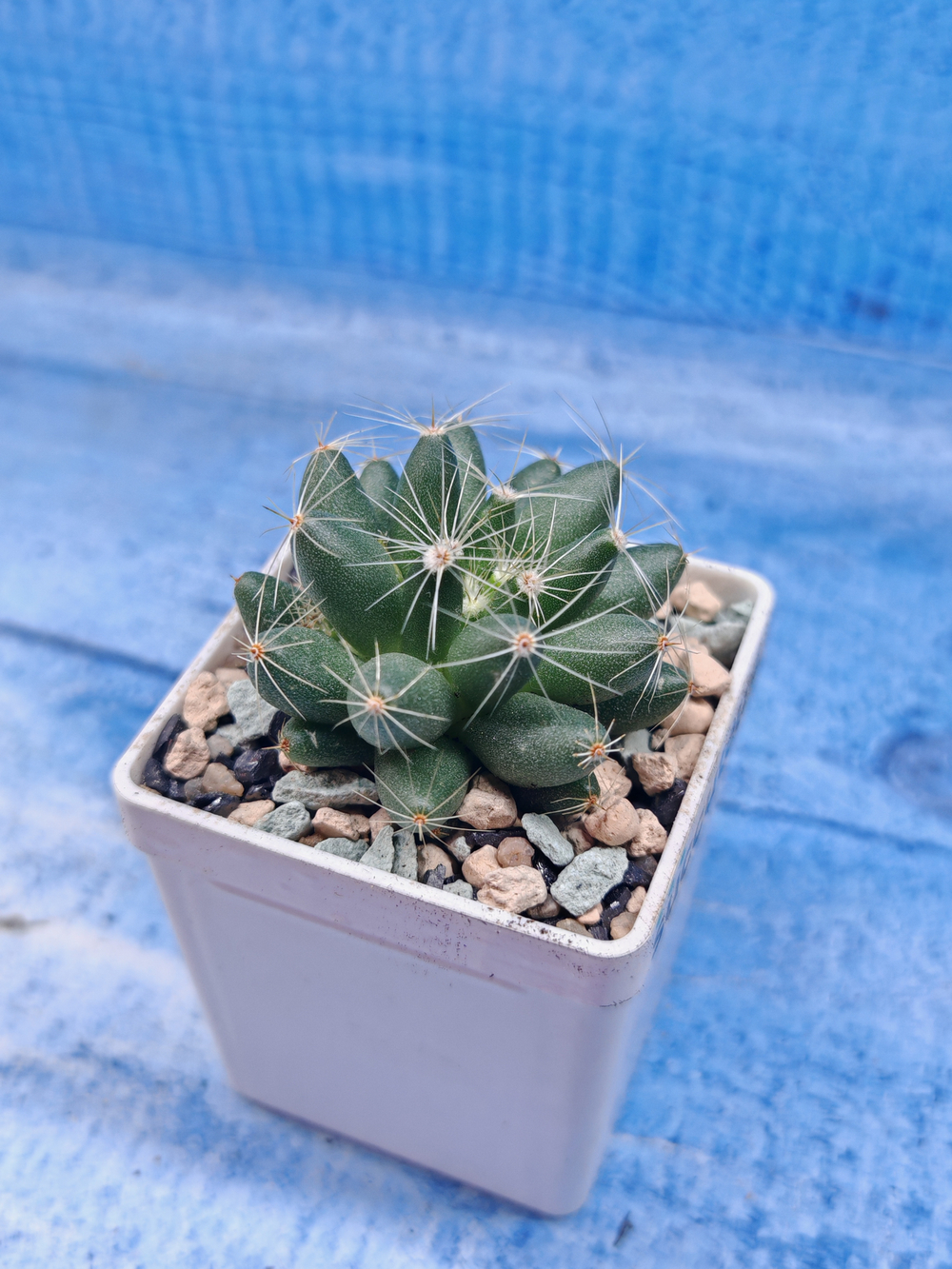 Escobaria Missouriensis (Эскобария)