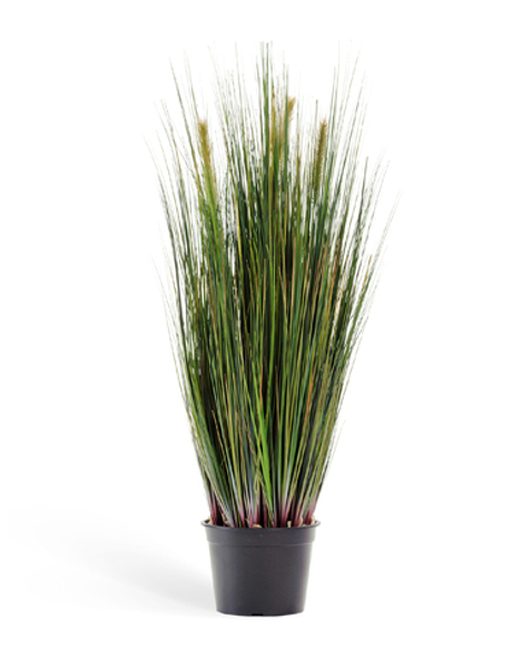 Осока куст с зелёными султанами