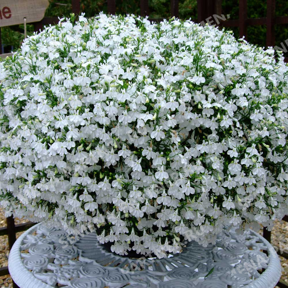 Лобелия ампельная F1 Regatta Белый каскад