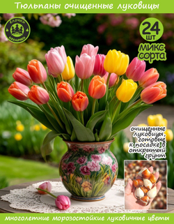 Тюльпан луковичные цветы, Микс сортов 24 шт