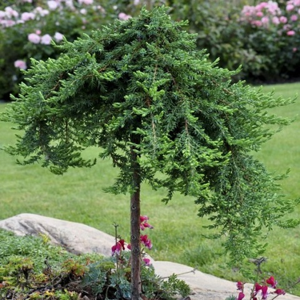Можжевельник обыкновенный Гринмантл на штамбе