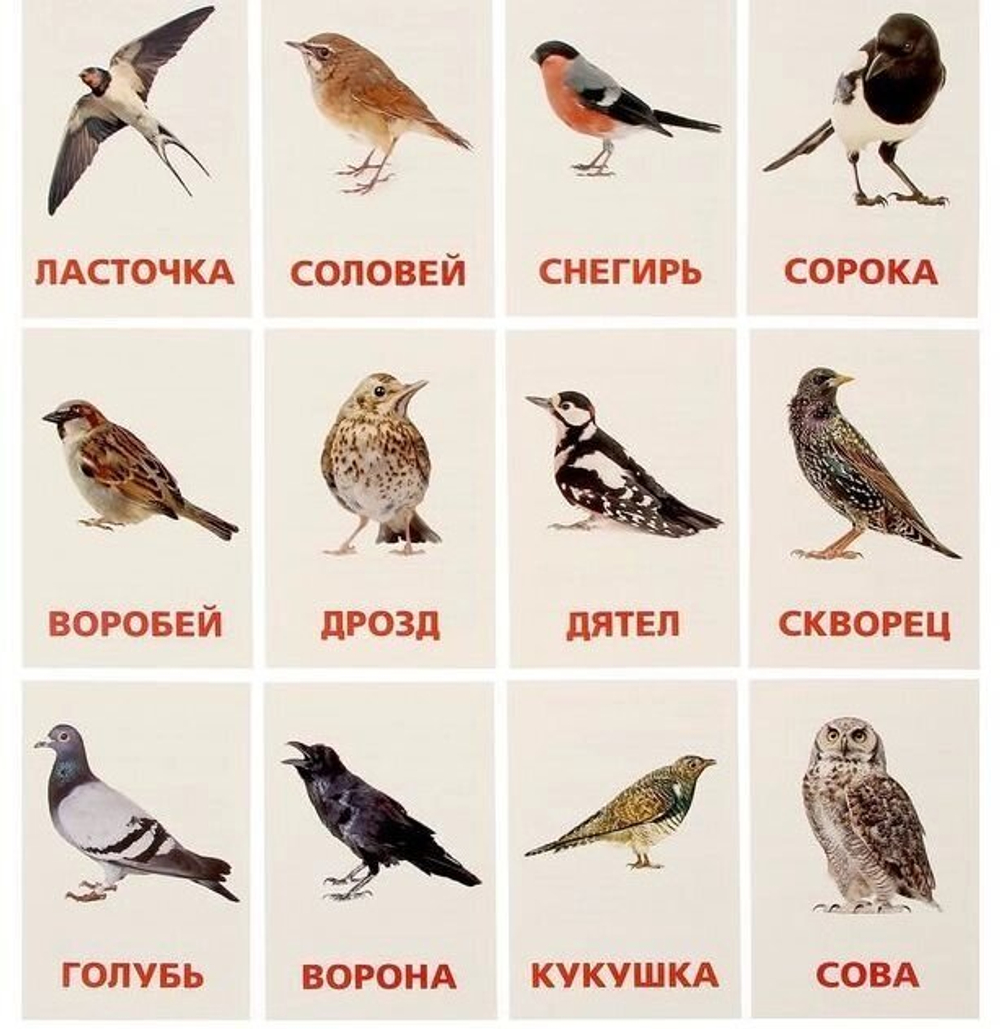Обучающие карточки по методике Г. Домана "Птицы России" 1716782