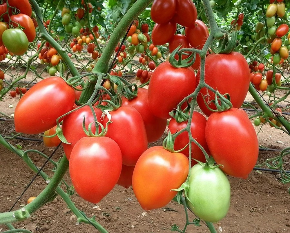 Томат Равена F1 7шт ВитаГрин ЭКСТРА