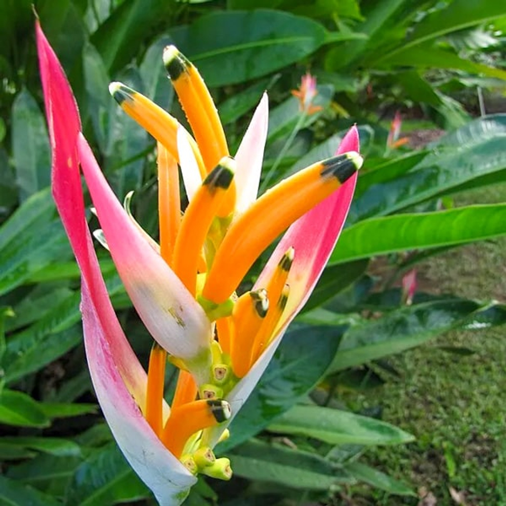 Геликония PSITTACORUM SASSY (Н115)