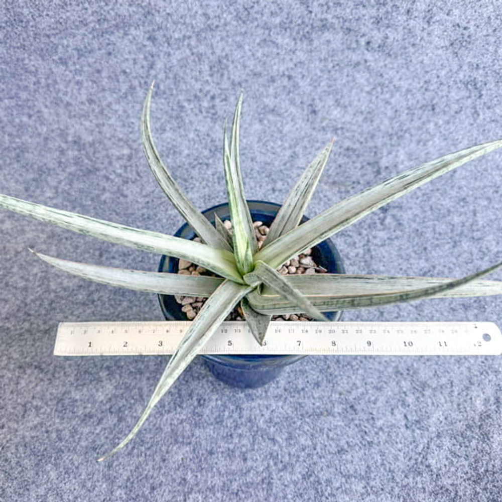 Сансевиерия PHENOMENAL WHITE VAR