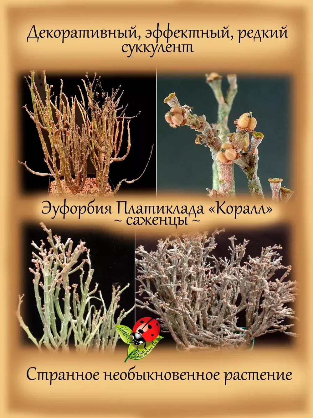 Эуфорбия Платиклада Коралл суккулент