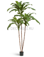 Кордилина Фрутикоза зелёная в-210 см 2/2 10.25007N