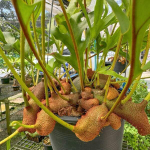 Леканоптерис L.CRUSTACEA