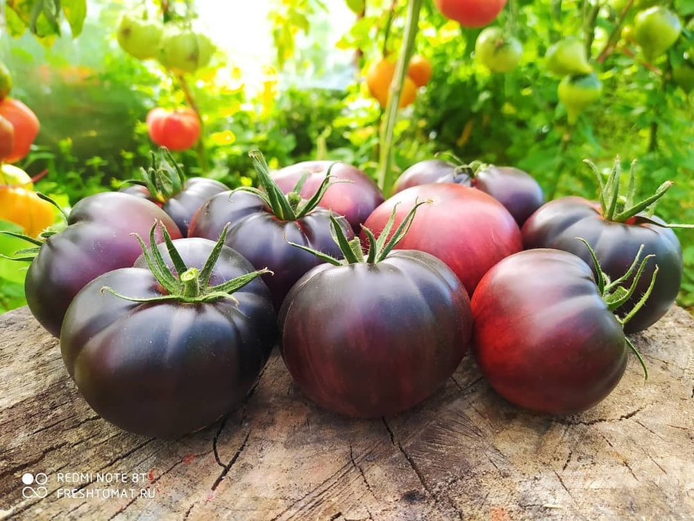Чёрная красавица (Black beauty) сорт томата