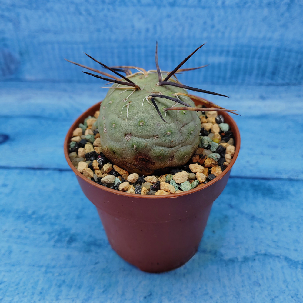 Tephrocactus Geometricus (Тефрокактус)