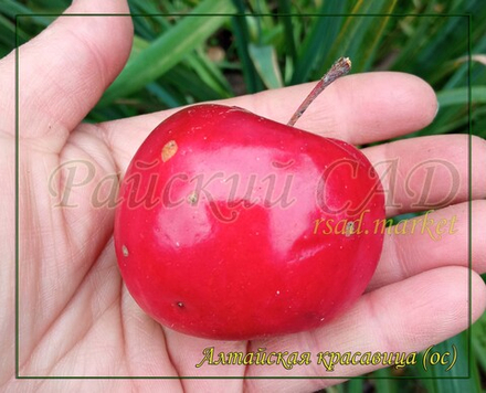 Яблоня Алтайская красавица