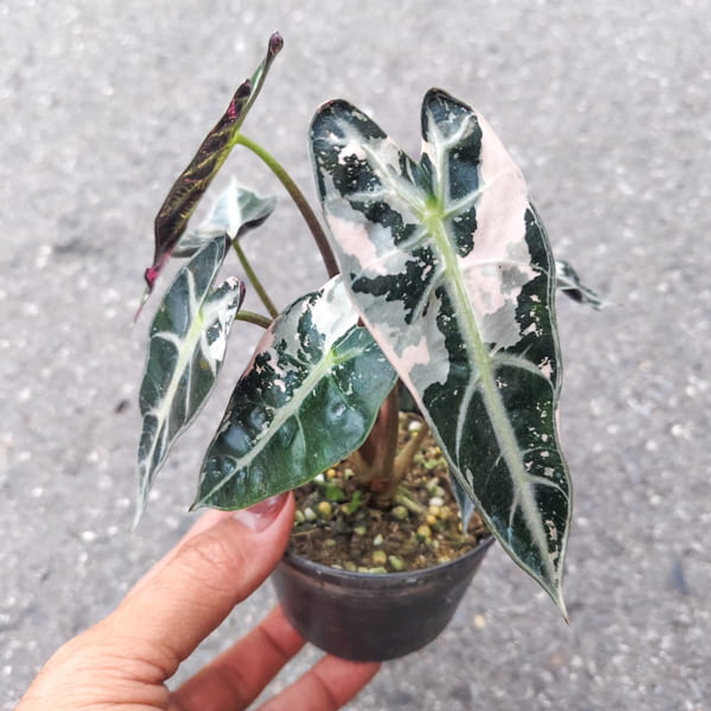 Алоказия BAMBINO ALBO VAR