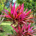 Кордилина MINI HOT PINK SPOT