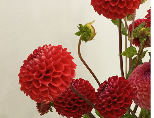 ЦВЕТЫ, КОТОРЫЕ ГОВОРЯТ О ВАШЕМ СТАТУСЕ