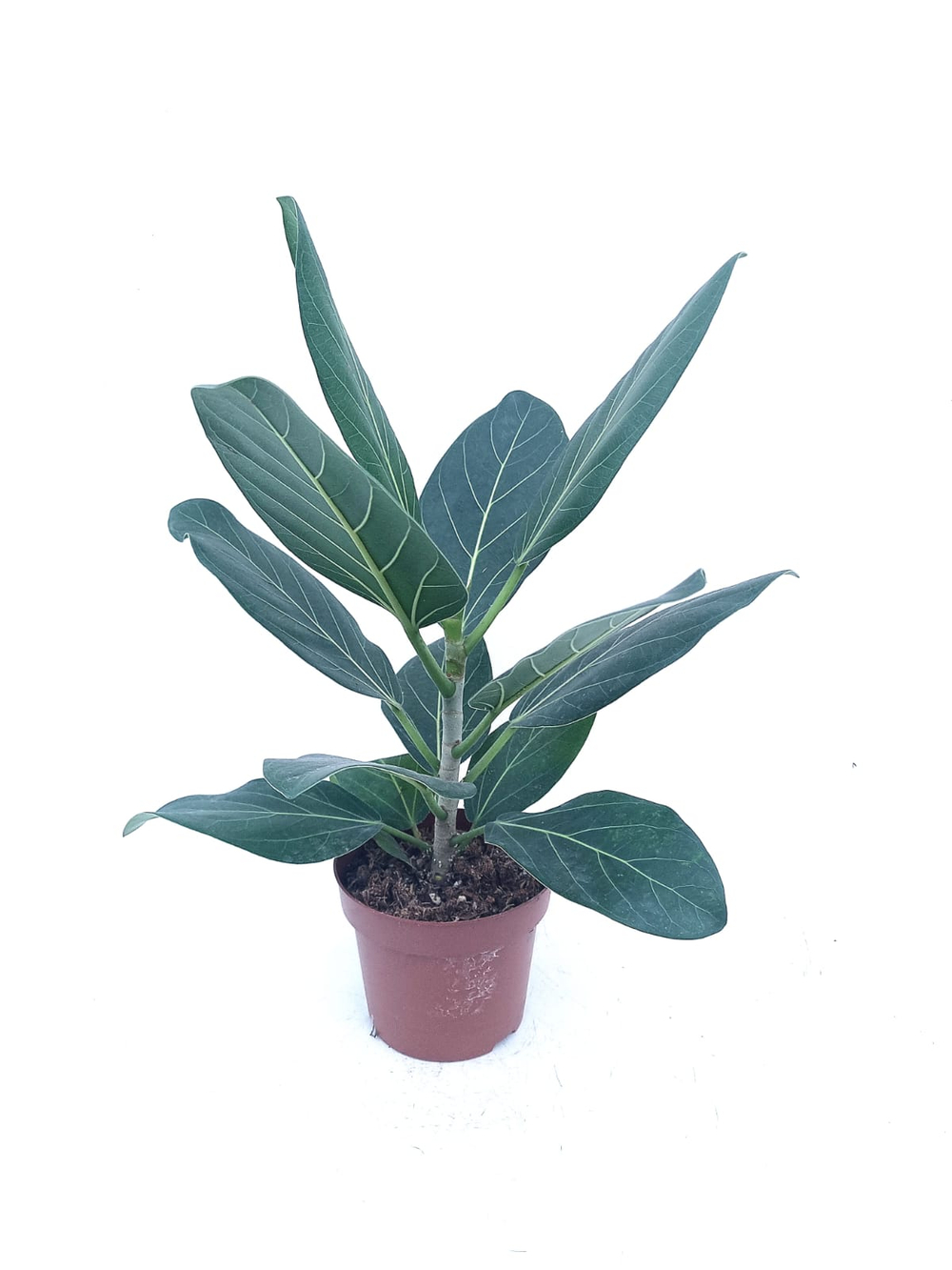 Фикус Андрей