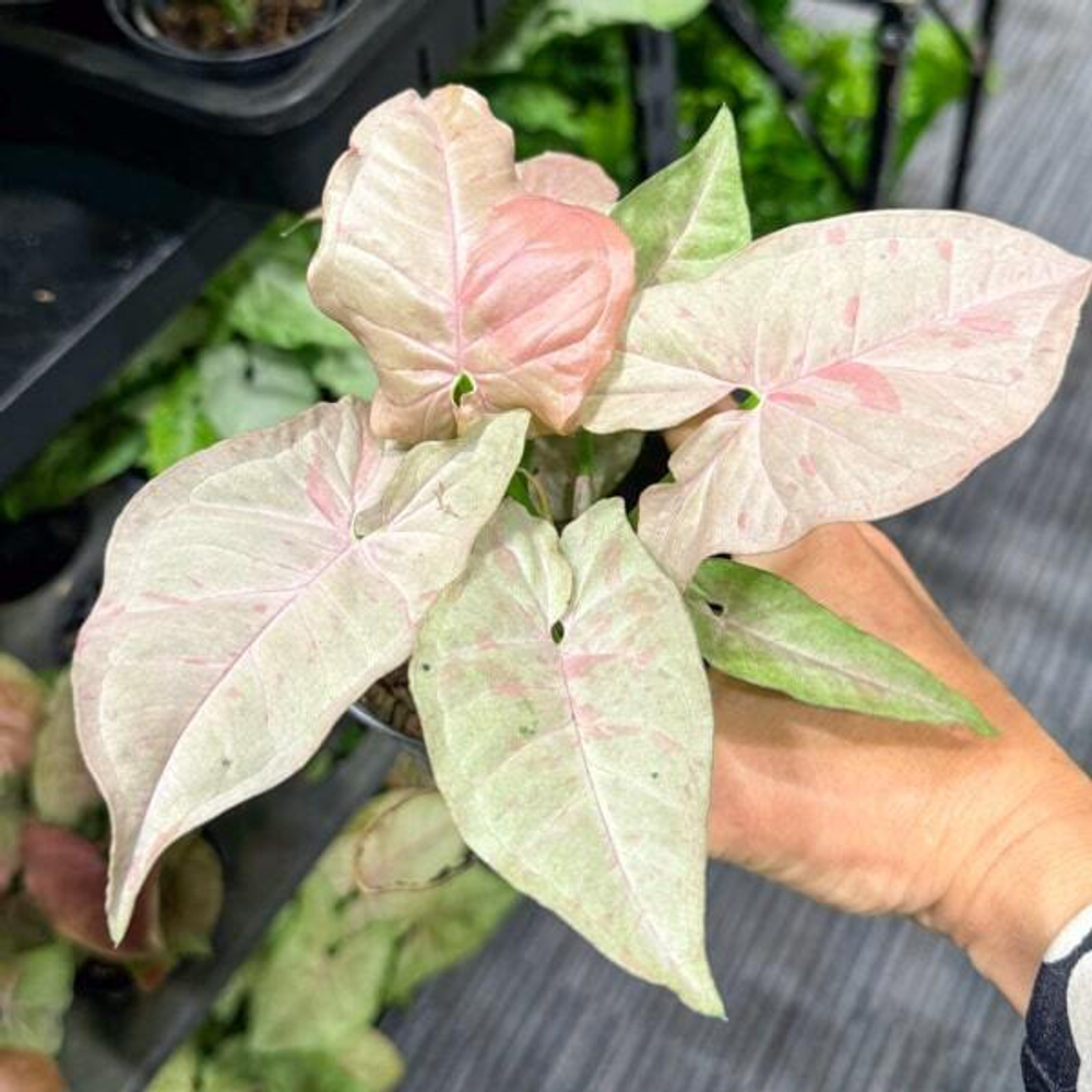 Сингониум PODOPHYLLUM PINK SPOT
