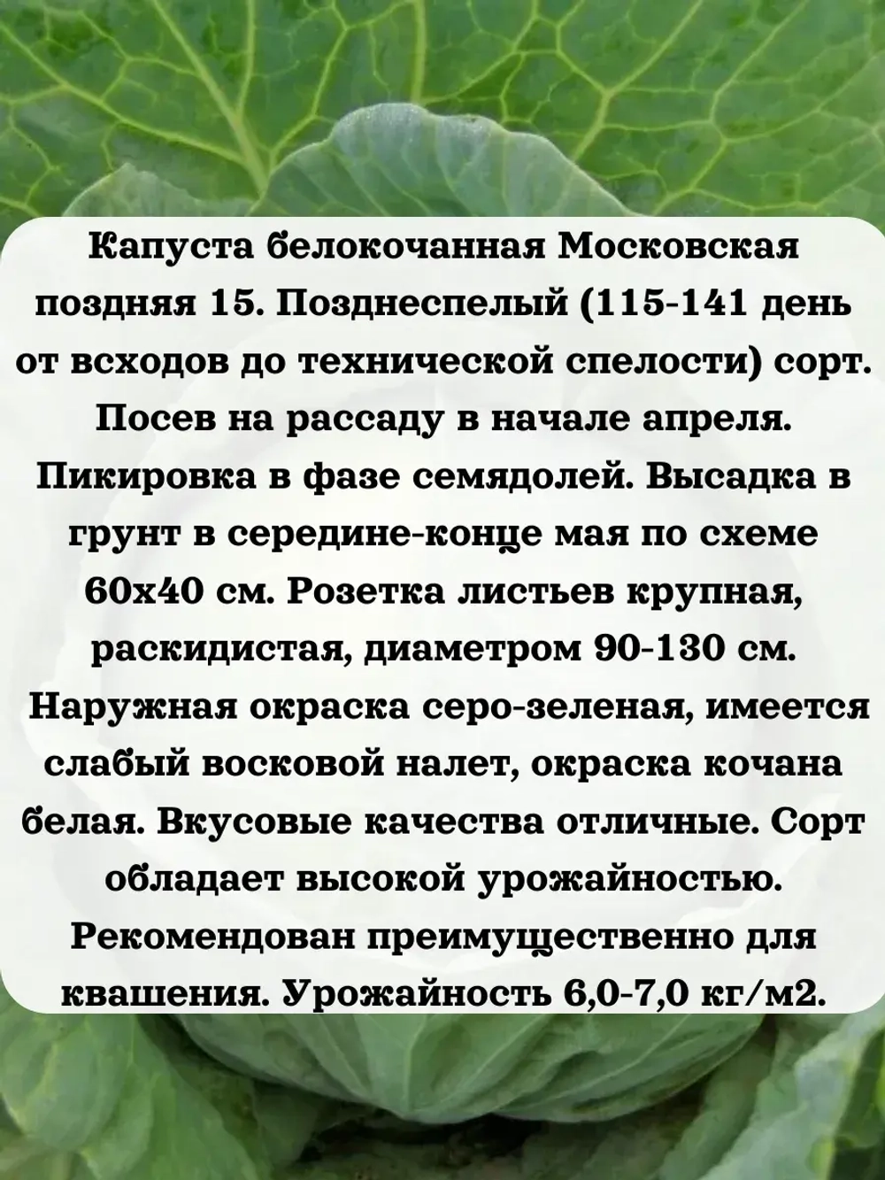 Семена капуста белокочанная Московская поздняя 15 1 гр