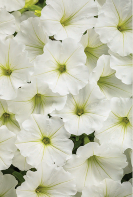 ЕВРО Петуния Vista Bubbles White укорененный черенок ОКС февраль 26 Kohen