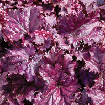 Гейхера Форевер перпл (горшок 1л)