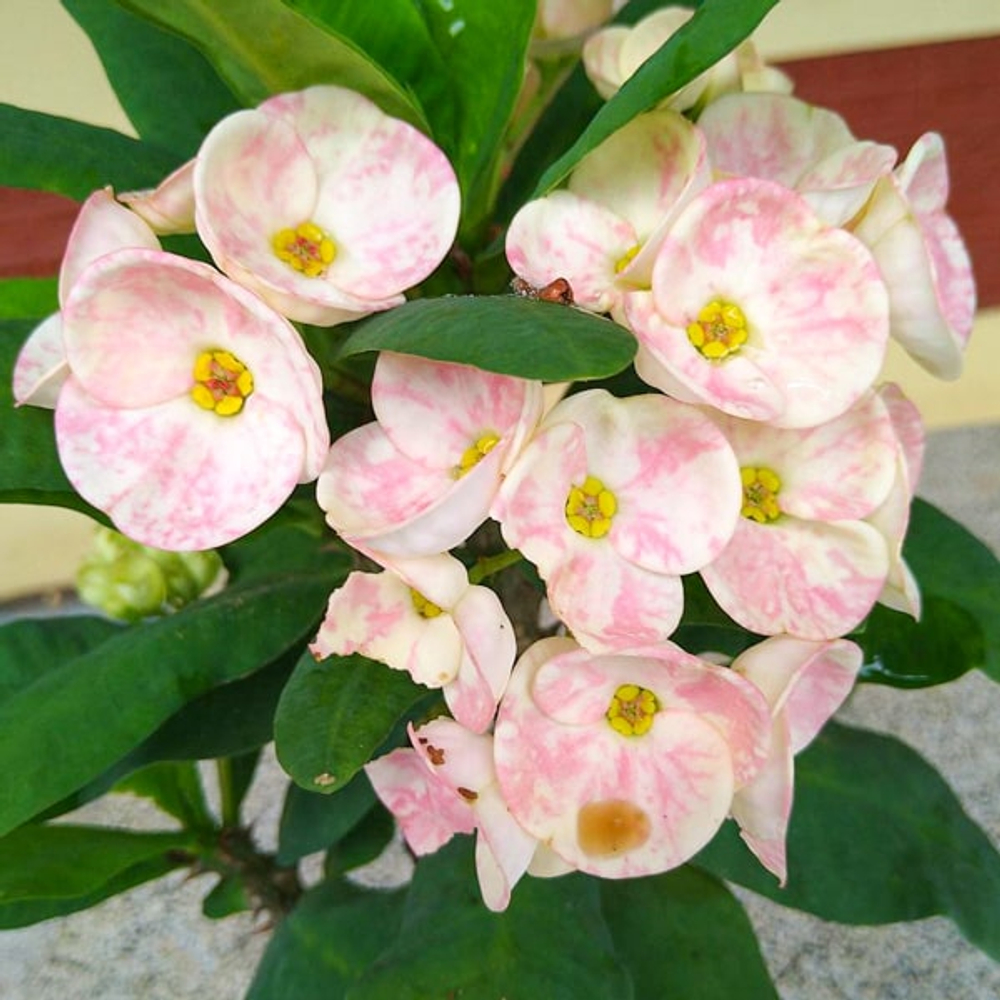 Эуфорбия Миля LA ONG DAO