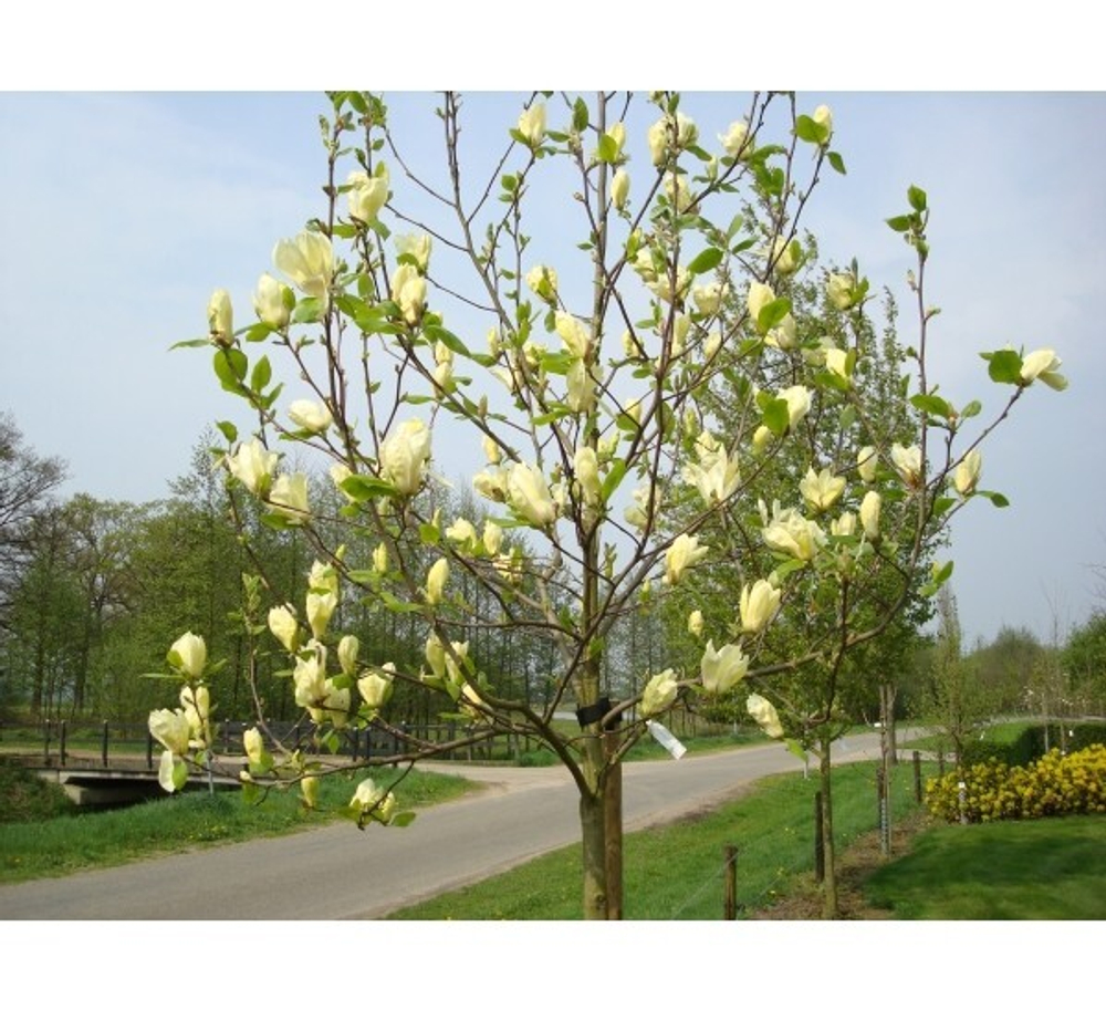 Магнолия "Yellow Lantern"