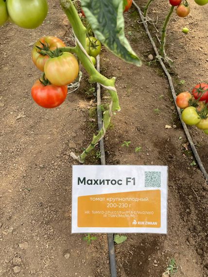 Махитос F1 семена томата индетерминантного