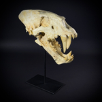 Homotherium на стойке