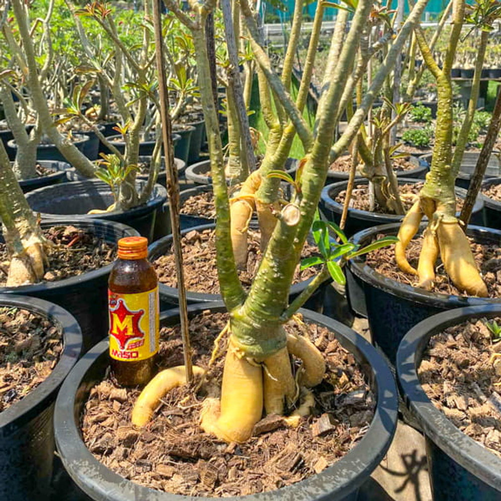 Адениум обесум GOLDEN ROOT s.12"