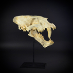 Homotherium на стойке