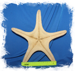 Натуральная сушеная морская звезда