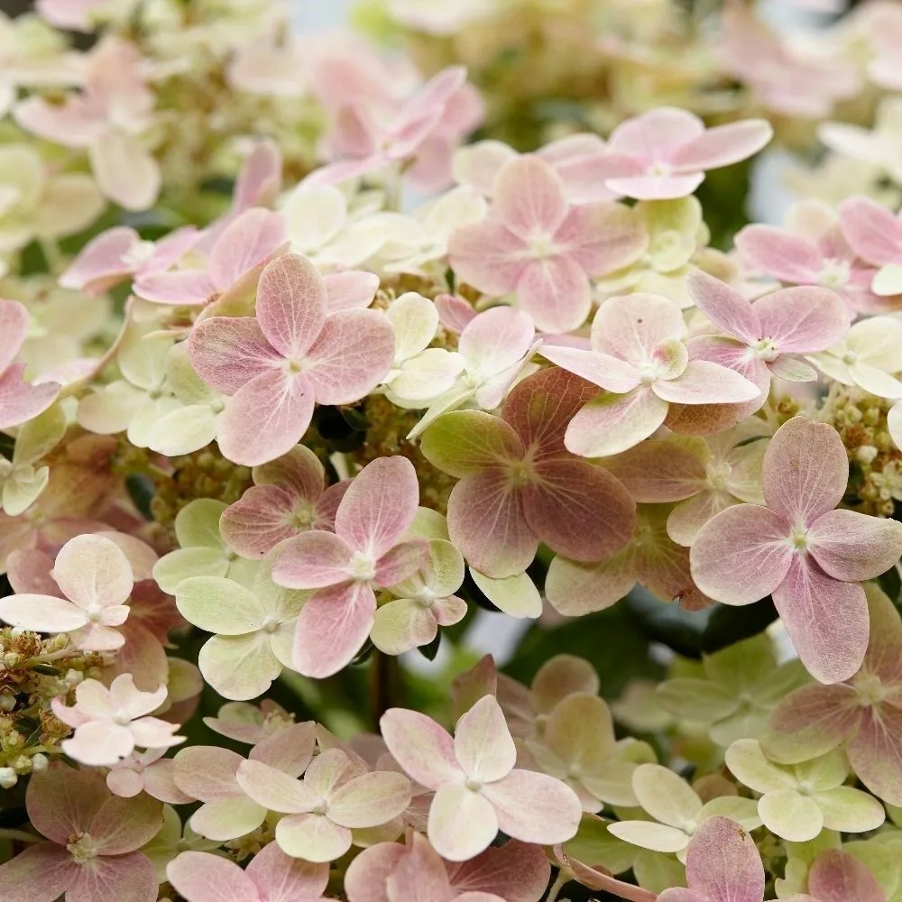 Гортензия метельчатая Полистар Р9 Закупка М59 апрель 2026