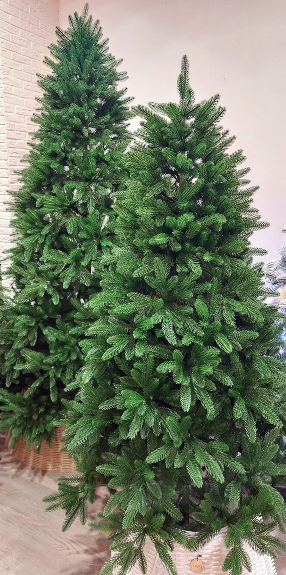 ель Барбара