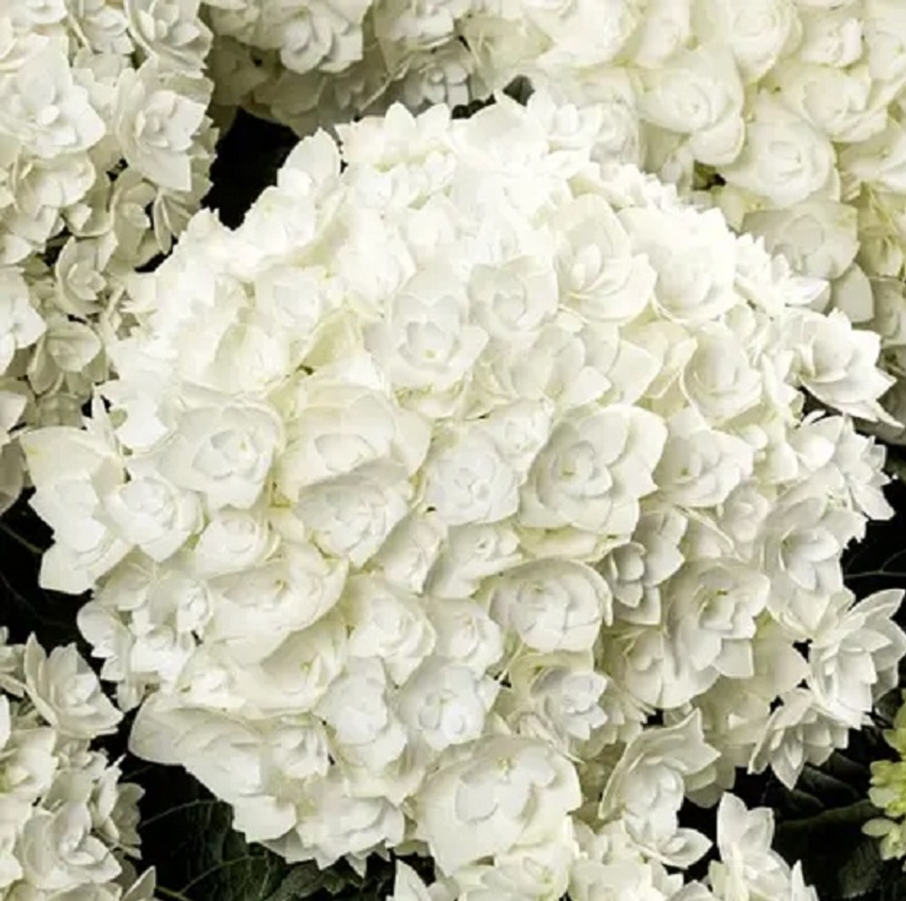 FLORENCIA/ФЛОРЕЦИЯ