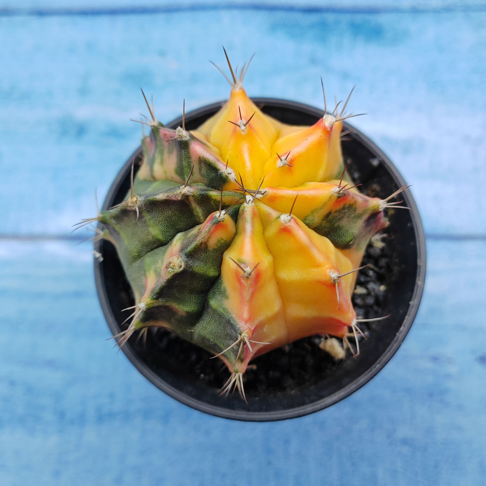 Gymnocalycium Variegata (Гимнокалициум Вариегатный)
