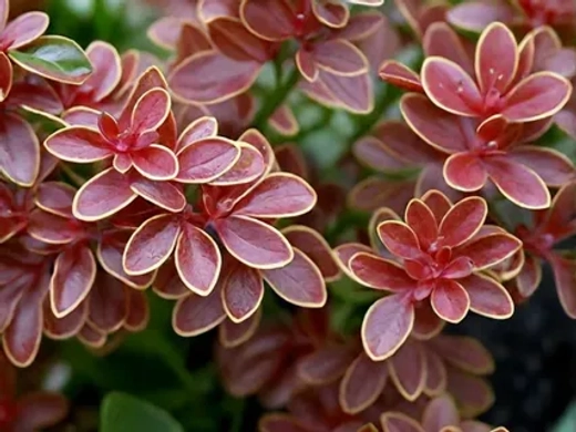 Барбарис Тунберга Руби Стар С3 Закупка М60 июнь 2026