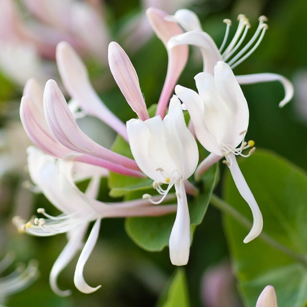 Отдушка CS - Жимолость Жасмин (Honeysuckle Jasmine)